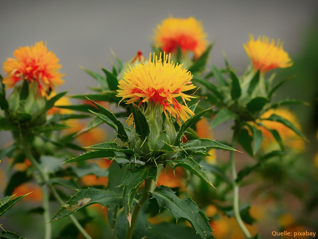 Carstens-Stiftung: Extrakt der Färberdistel hat haarwuchsförderndes Potenzial.