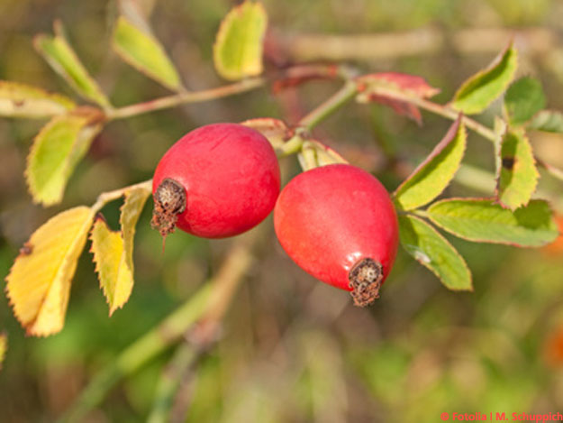 Carstens-Stiftung: Heckenrose bei Arthroseschmerzen. Carstens-Stiftung: Heckenrose bei Arthroseschmerzen.