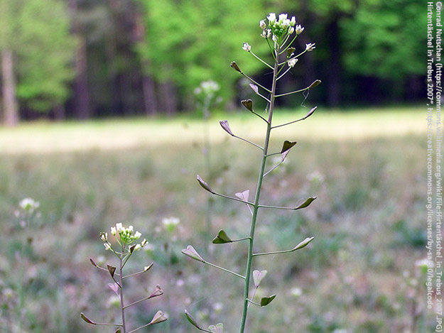 Carstens-Stiftung: Hirtentäschelkraut gegen Blutungen nach der Entbindung Carstens-Stiftung: Hirtentäschelkraut gegen Blutungen nach der Entbindung