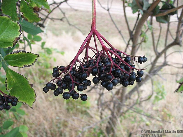 Carstens-Stiftung: Schwarze Holunderbeeren zur Vorbeugung von Erkältung auf Flugreisen. Carstens-Stiftung: Schwarze Holunderbeeren zur Vorbeugung von Erkältung auf Flugreisen.