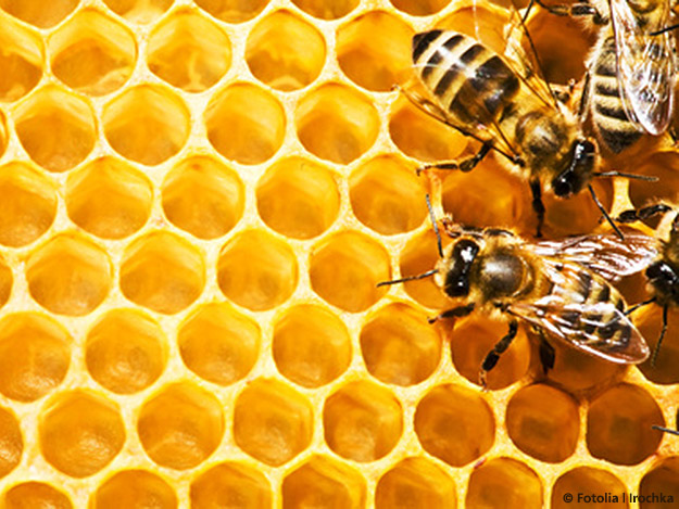 Carstens-Stiftung: (Honig)süße Träume trotz Erkältung Carstens-Stiftung: (Honig)süße Träume trotz Erkältung