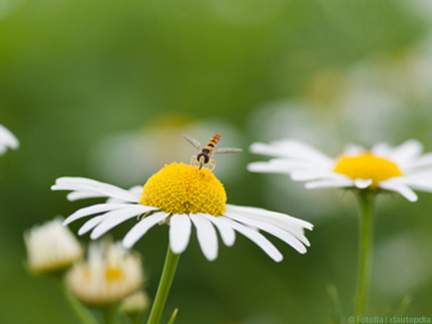 Carstens-Stiftung: Kamillenextrakt wirkt im Laborversuch ähnlich wie Koffein
