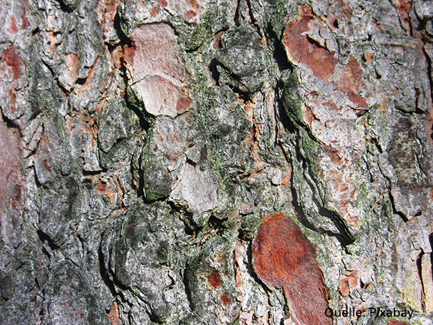 Kieferrinden-Extrakt als Knochenschutz? Carstens-Stiftung: Kieferrinden-Extrakt als Knochenschutz?