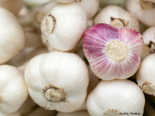 Stärkt Knoblauch die Knochen? Carstens-Stiftung: Stärkt Knoblauch die Knochen?