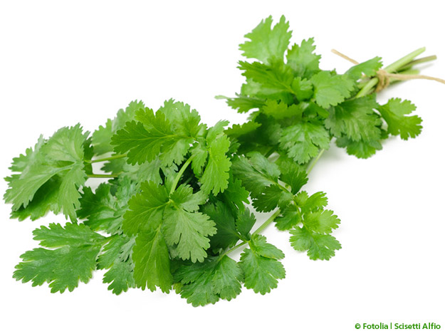 Weniger Migräneattacken durch Koriander In einer Studie erwies sich ein Sirup aus Korianderfrüchten der Placebo-Kontrolle als überlegen.