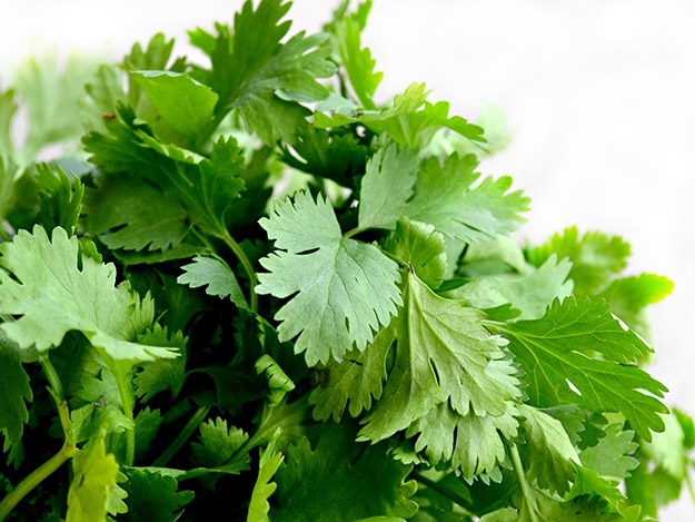 Wirken Antibiotika besser mit Korianderöl? Wirken Antibiotika besser mit Korianderöl?