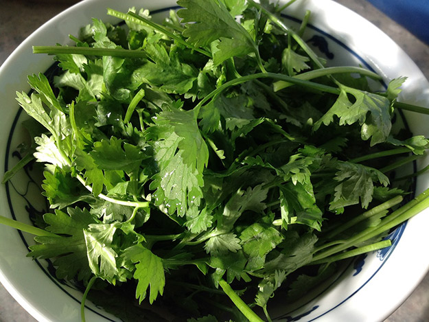 Carstens-Stiftung: Mit Korianderöl gegen Fußpilz Carstens-Stiftung: Mit Korianderöl gegen Fußpilz