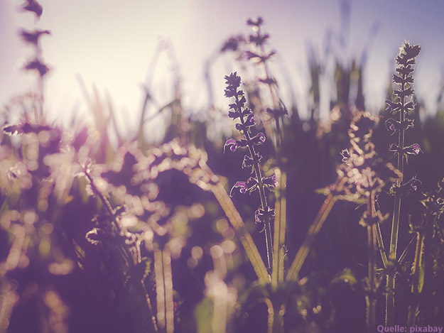 Carstens-Stiftung: Lavendelduft erleichtert frisch Entbundenen den Start ins Mutterglück