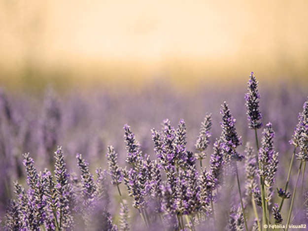 Carstens-Stiftung : Natur und Medizin Lavendelfeld