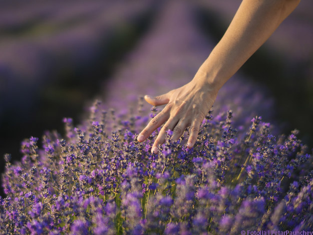 Pflege, die berührt Kümmel, Kümmelöl-Extrakt, Appetitreduktion, Gewichtskontrolle, Übergewicht, Body-Mass-Index, Gewichtsreduktion, Abnehmen, Appetit, Ad libitum-Pizza-Test, Sättigungsgefühl