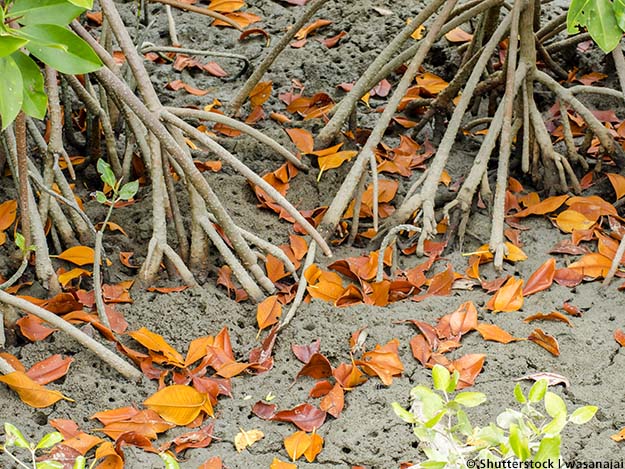 Carstens-Stiftung: Funkstörung bei Bakterien (Teil 2) Carstens-Stiftung: Funkstörung bei Bakterien (Teil 2)