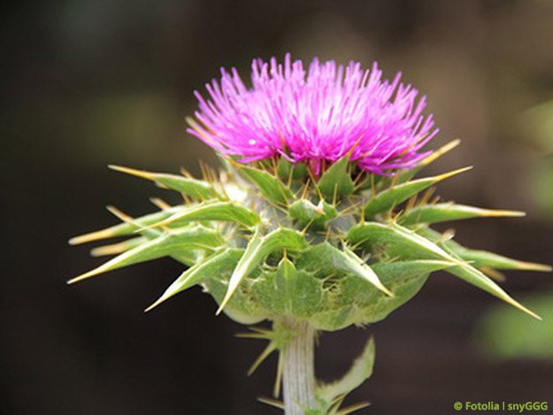 Carstens-Stiftung: Die Rolle der Mariendistel in der Pflanzenheilkunde