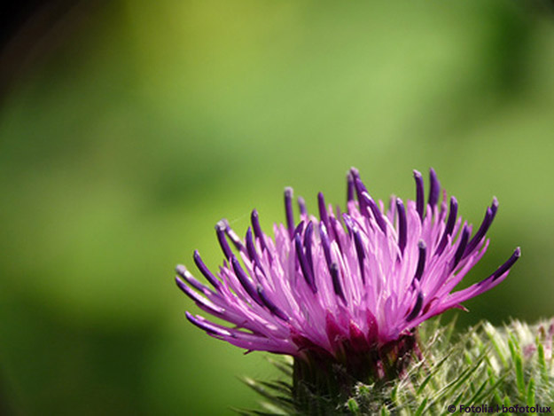 Carstens-Stiftung: Die Rolle der Mariendistel in der Phytotherapie