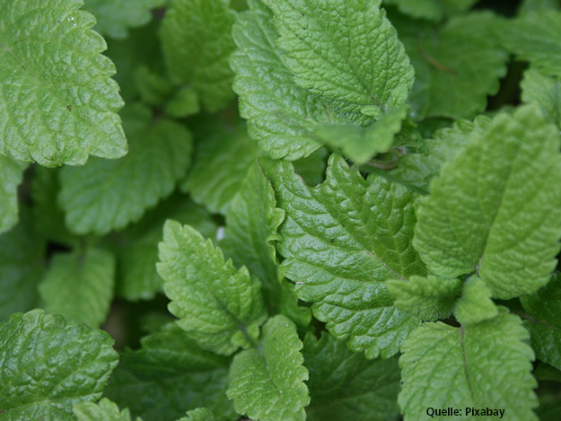 Carstens-Stiftung: Pflanzliche Alternative bei Herpes