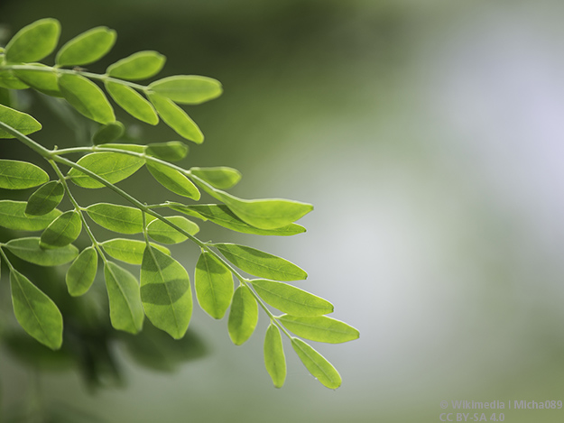 Carstens-Stiftung: Wunderbaum verbessert den Ernährungs- und Immunstatus von HIV-Patienten Carstens-Stiftung: Wunderbaum verbessert den Ernährungs- und Immunstatus von HIV-Patienten