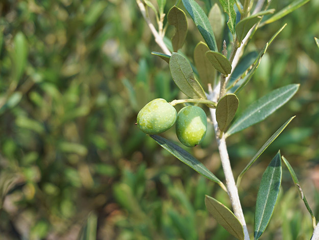 Carstens-Stiftung: Oliven zur Schmerzlinderung