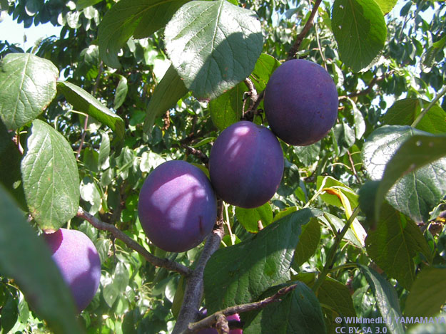 Pflaumen sind lecker und gesund Pflaumen gelten als gesundheitsfördernd.