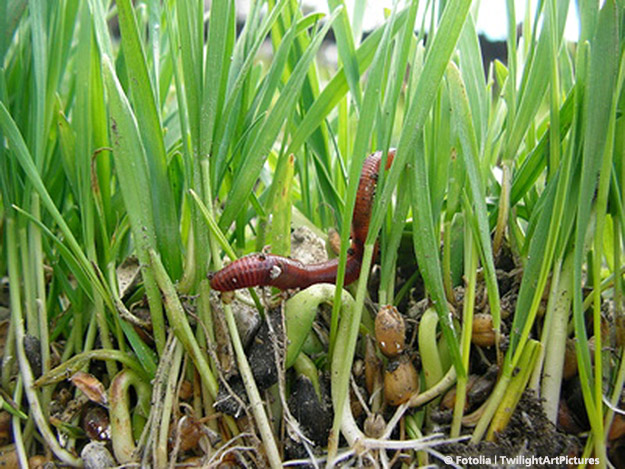 Carstens-Stiftung: Regenwürmer in der TCM Carstens-Stiftung: Regenwürmer in der TCM