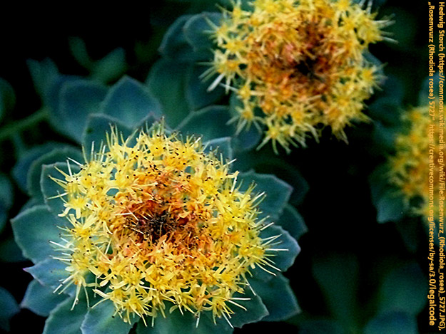 Entspannter mit Rosenwurz Carstens-Stiftung: Entspannter mit Rosenwurz