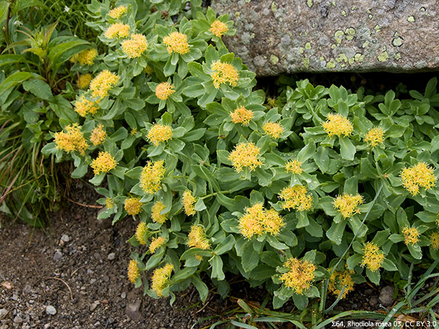 Gegen die Höhenkrankheit ist ein Kraut gewachsen Carstens-Stiftung: Gegen die Höhenkrankheit ist ein Kraut gewachsen.