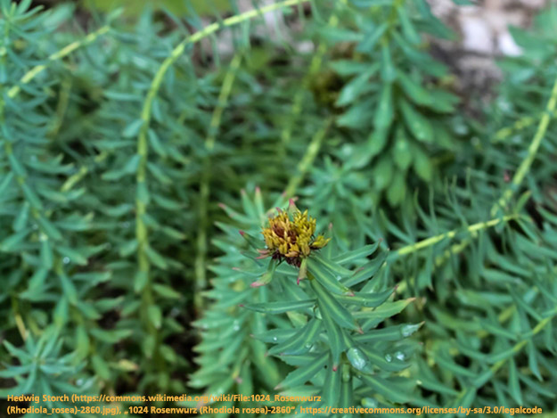 Rosenwurz kann helfen - physisch und psychisch Carstens-Stiftung: Rosenwurz kann helfen - physisch und psychisch