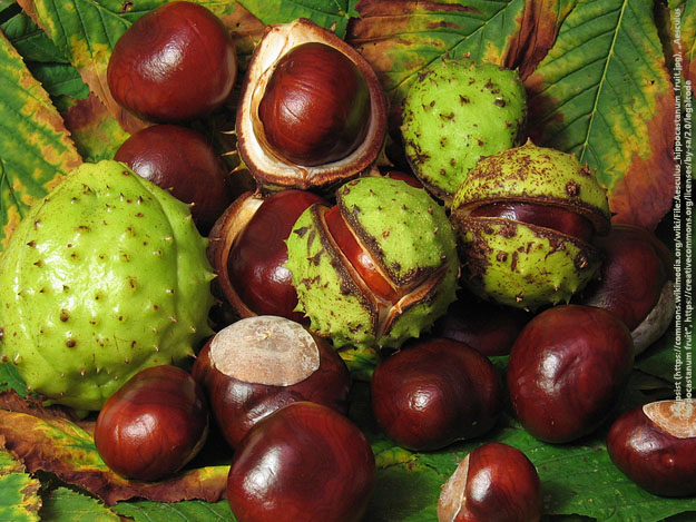 Carstens-Stiftung: Rosskastanie wirkt bei Hämorrhoiden