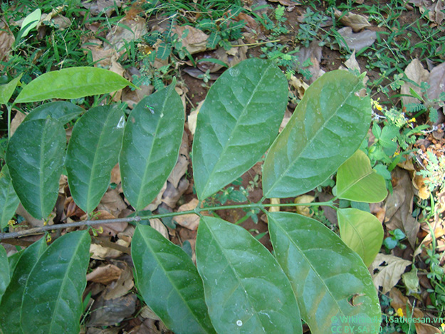 Carstens-Stiftung: Salacia-Extrakt zeigt sich in einer Studie erfolgreich