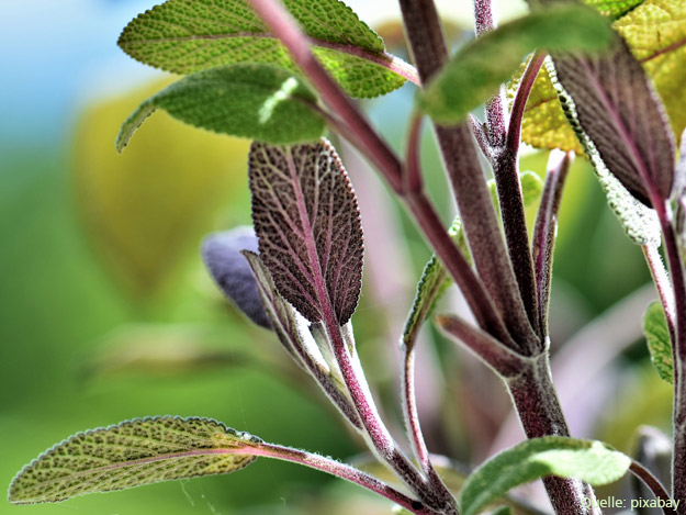 Carstens-Stiftung: Salbeiextrakt verbessert Stimmung und Gedächtnis