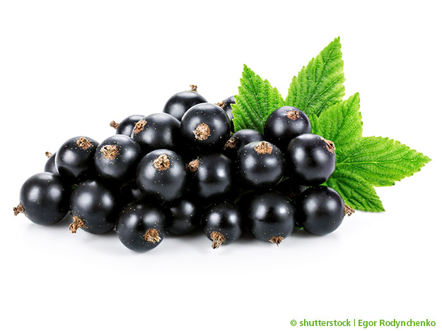 Der Saft der Schwarzen Johannisbeere wirkt Muskel-protektiv.