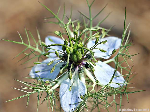 Carstens-Stiftung: Schwarzkümmelöl bei Brustschmerz Carstens-Stiftung: Schwarzkümmelöl bei Brustschmerz