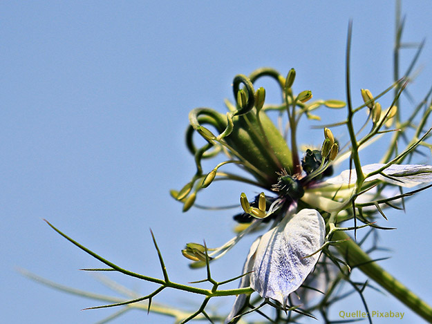 Schwarzer Kümmel für die grauen Zellen Carstens-Stiftung: Schwarzkümmelöl und kognitive Fähigkeiten