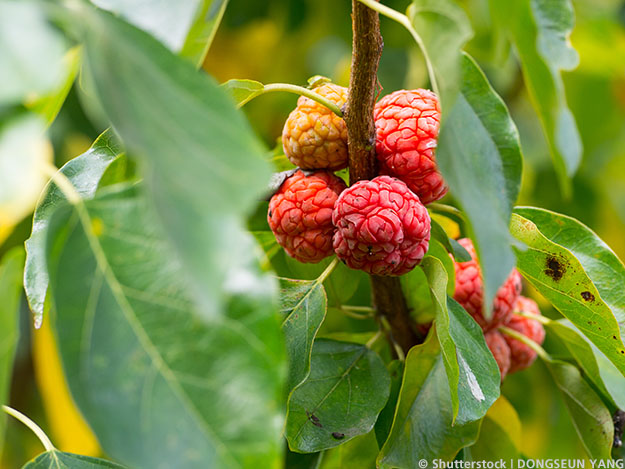 Carstens-Stiftung: Eine Frucht gegen Neurodermitis? Carstens-Stiftung: Eine Frucht gegen Neurodermitis?