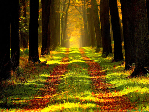 Waldspaziergang auf Rezept? Carstens-Stiftung: Waldspaziergang auf Rezept