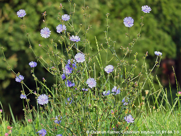 Carstens-Stiftung: Zichorienkaffee zur Thromboseprävention Carstens-Stiftung: Zichorienkaffee zur Thromboseprävention